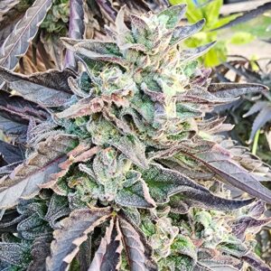 Razzleberry Kush (10 Regular Seeds)