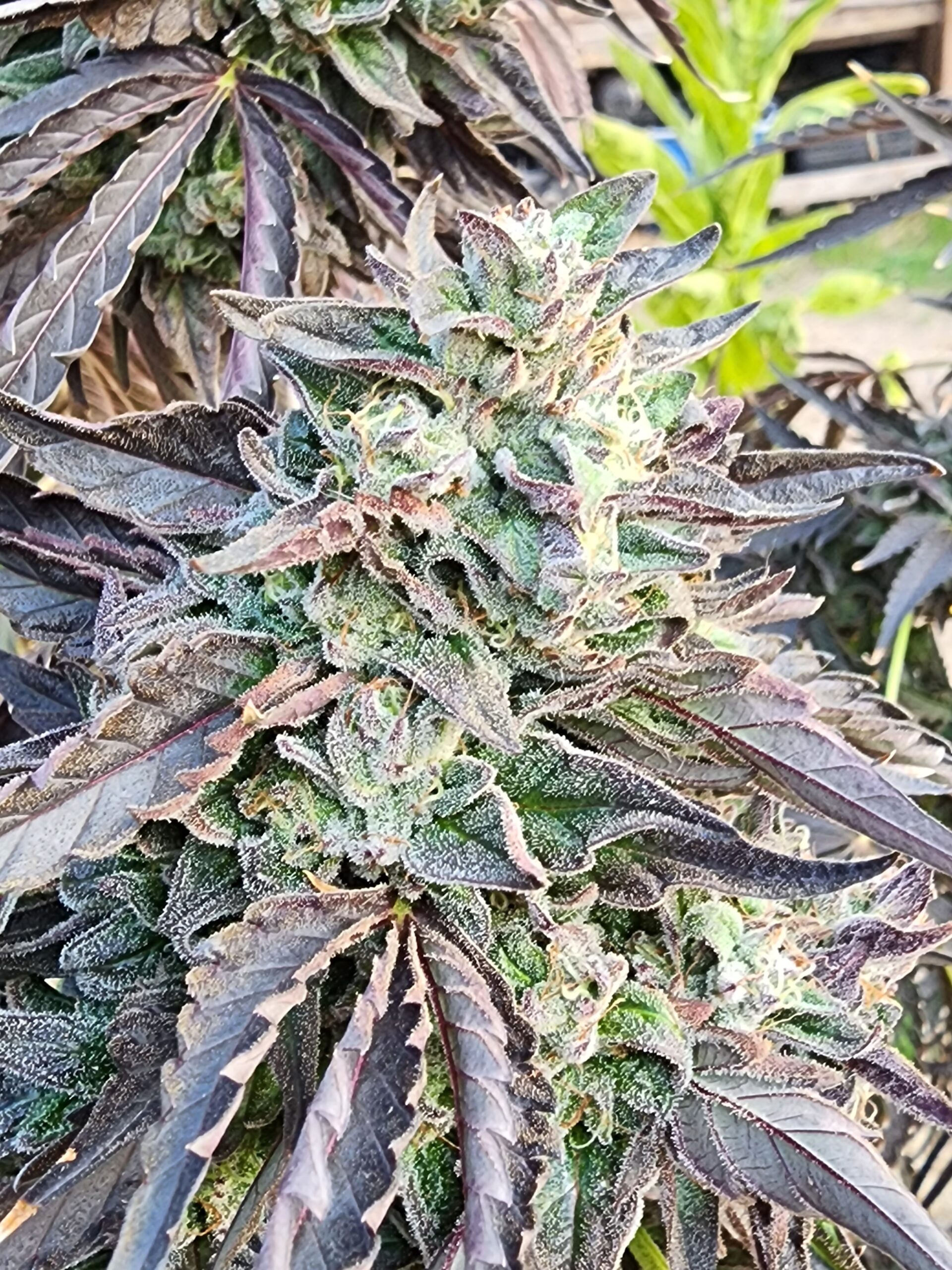 Razzleberry Kush (10 Regular Seeds)