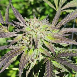 Dready Cakez (10 Regular Seeds)