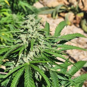 (White CBG x Laughing Dog (10 Regular Seeds)