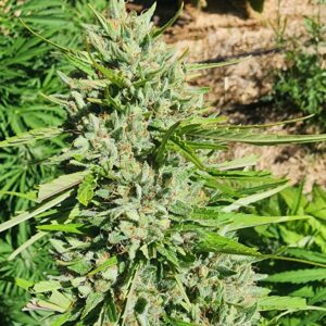 Laughing Lakshmi x (white x circles) (10 Regular Seeds)