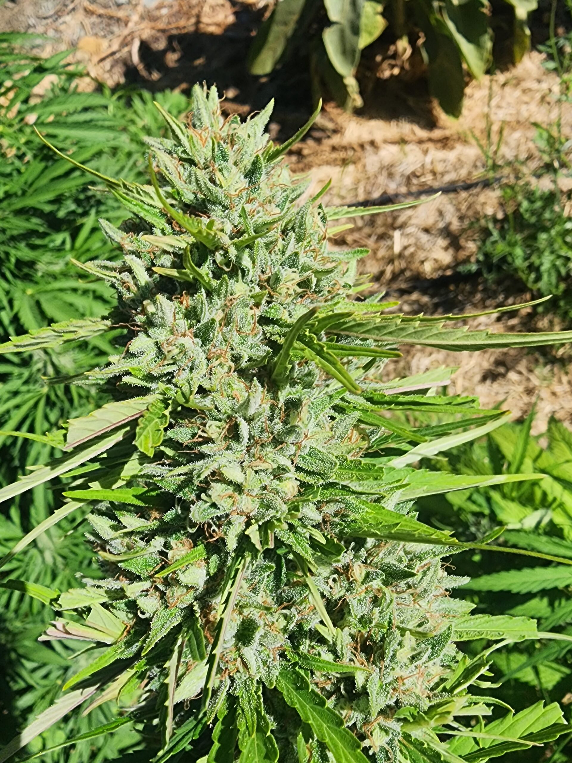 Laughing Lakshmi x (white x circles) (10 Regular Seeds)
