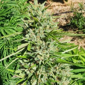 Ringos Dog x (White x Circles) (10 Regular Seeds)