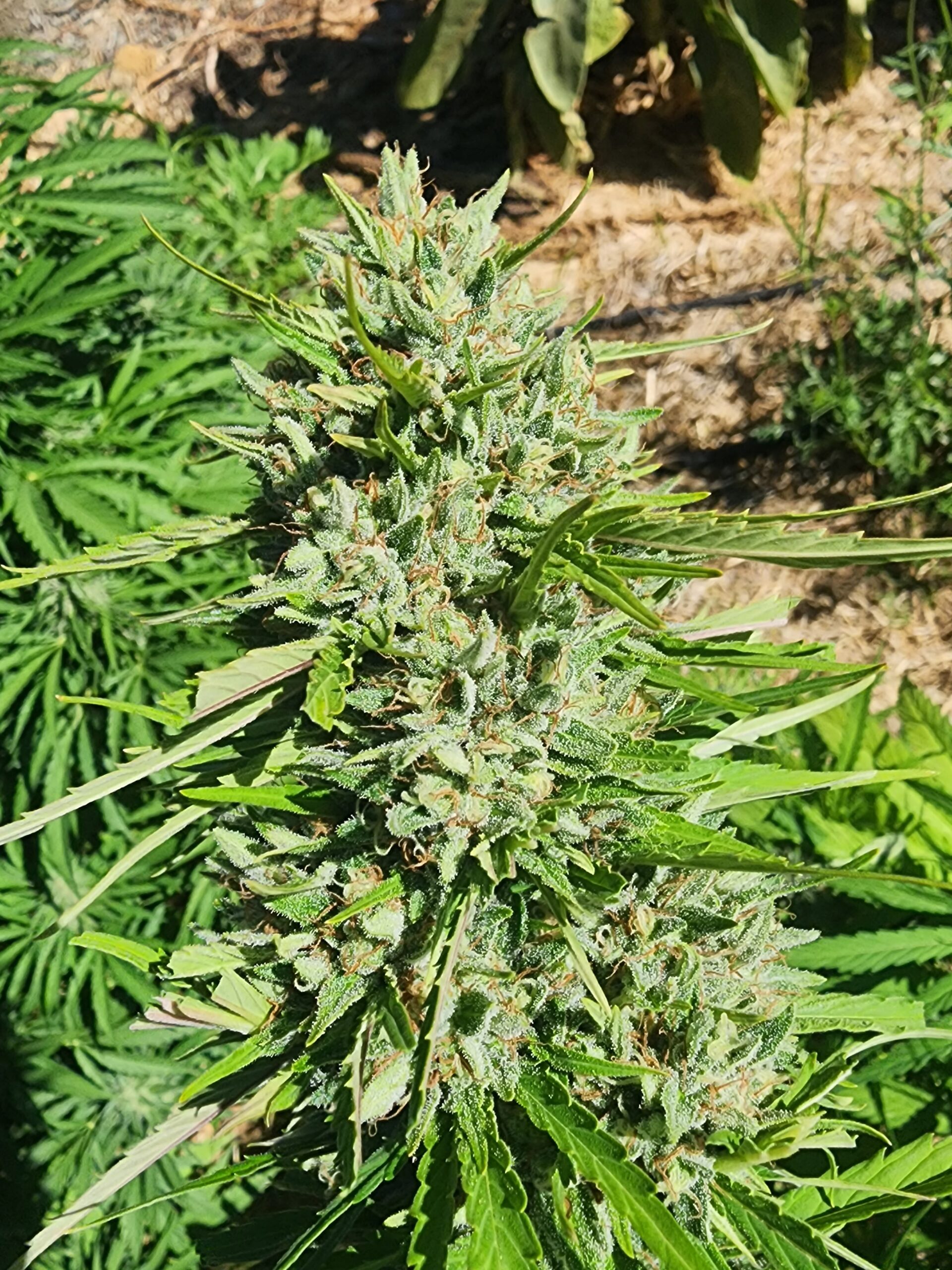 Ringos Dog x (White x Circles) (10 Regular Seeds)