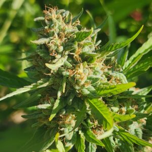 Banana Koffee Kush (10 Regular Seeds)
