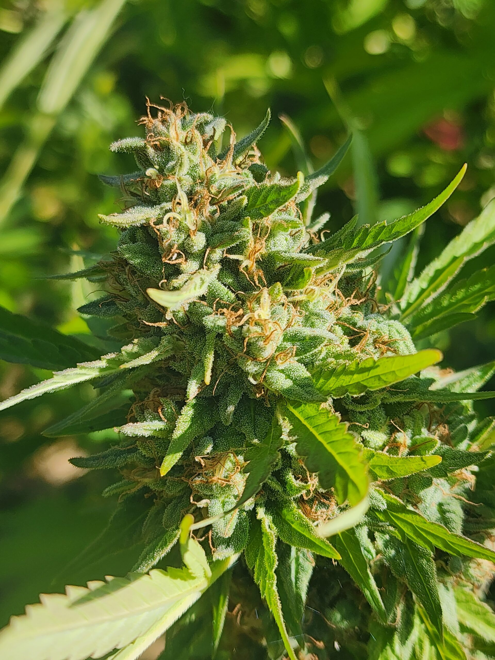 Banana Koffee Kush (10 Regular Seeds)