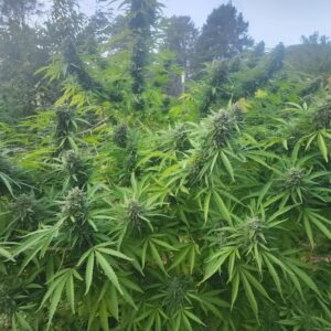 Lemon Goose (10 Regular Seeds)