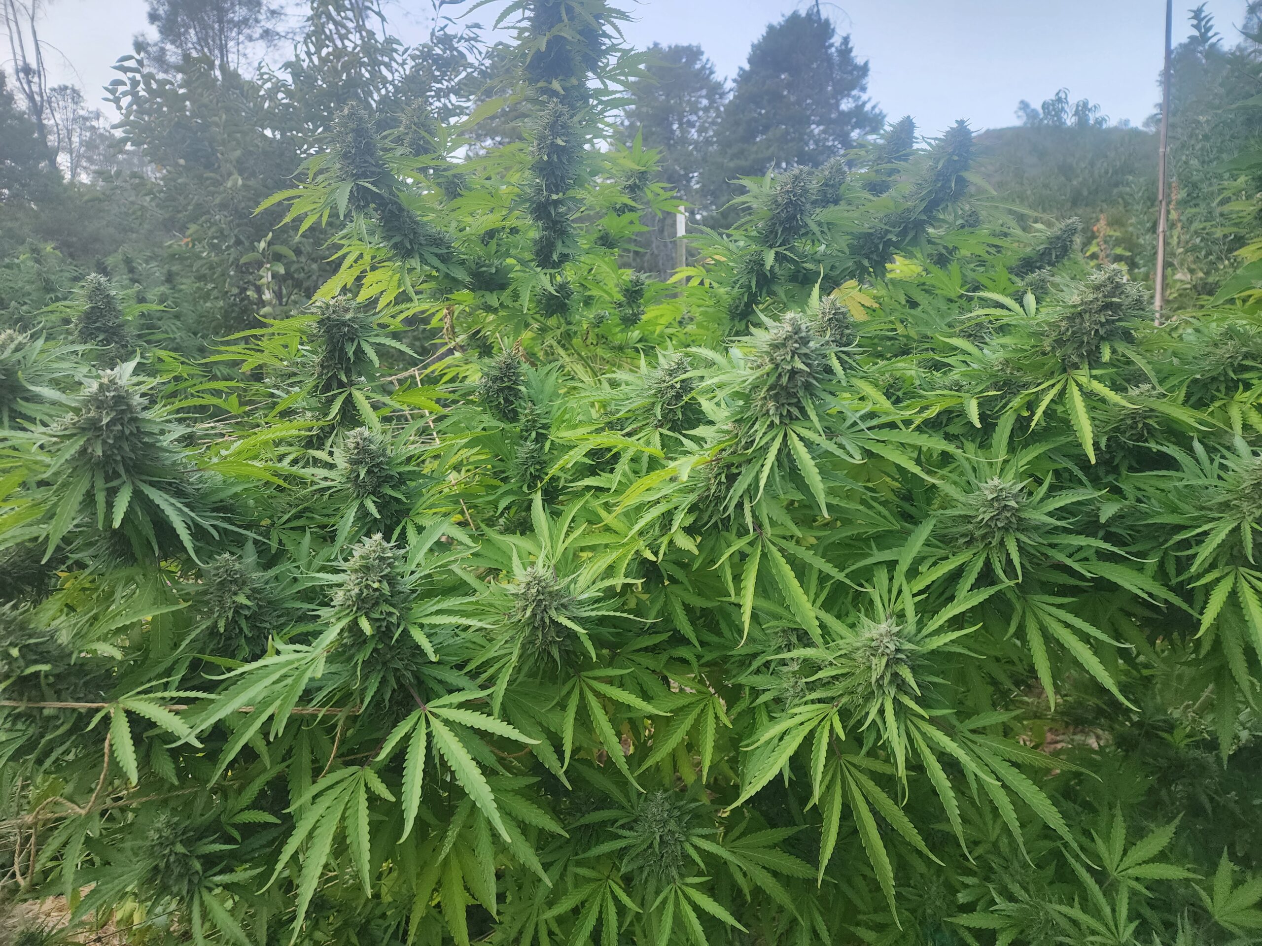 Lemon Goose (10 Regular Seeds)