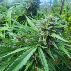 Lemon Cakez (10 Regular Seeds)