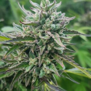 Royal Cakez  (10 Regular Seeds)