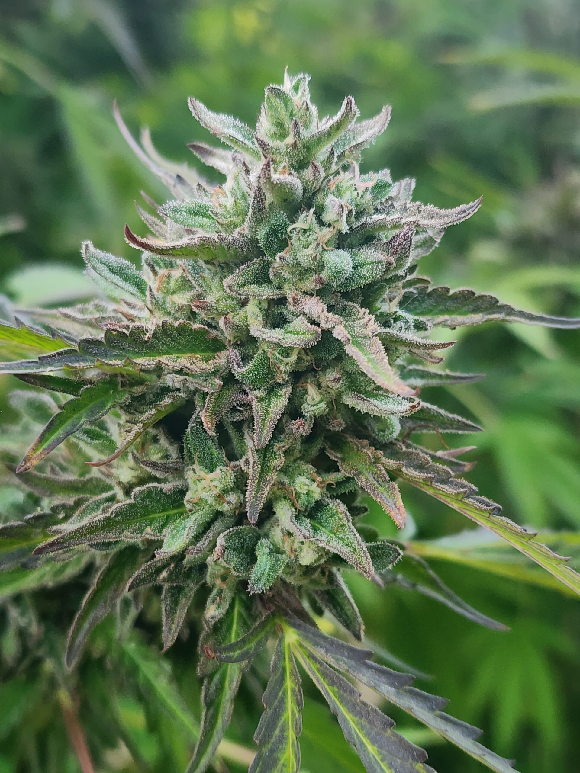 Royal Cakez (10 Regular Seeds)