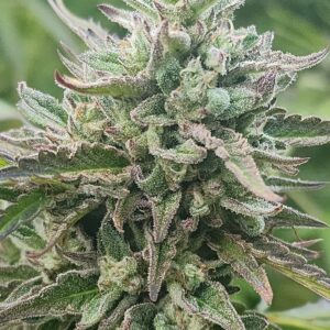 Royal Sherb  (10 Regular Seeds)