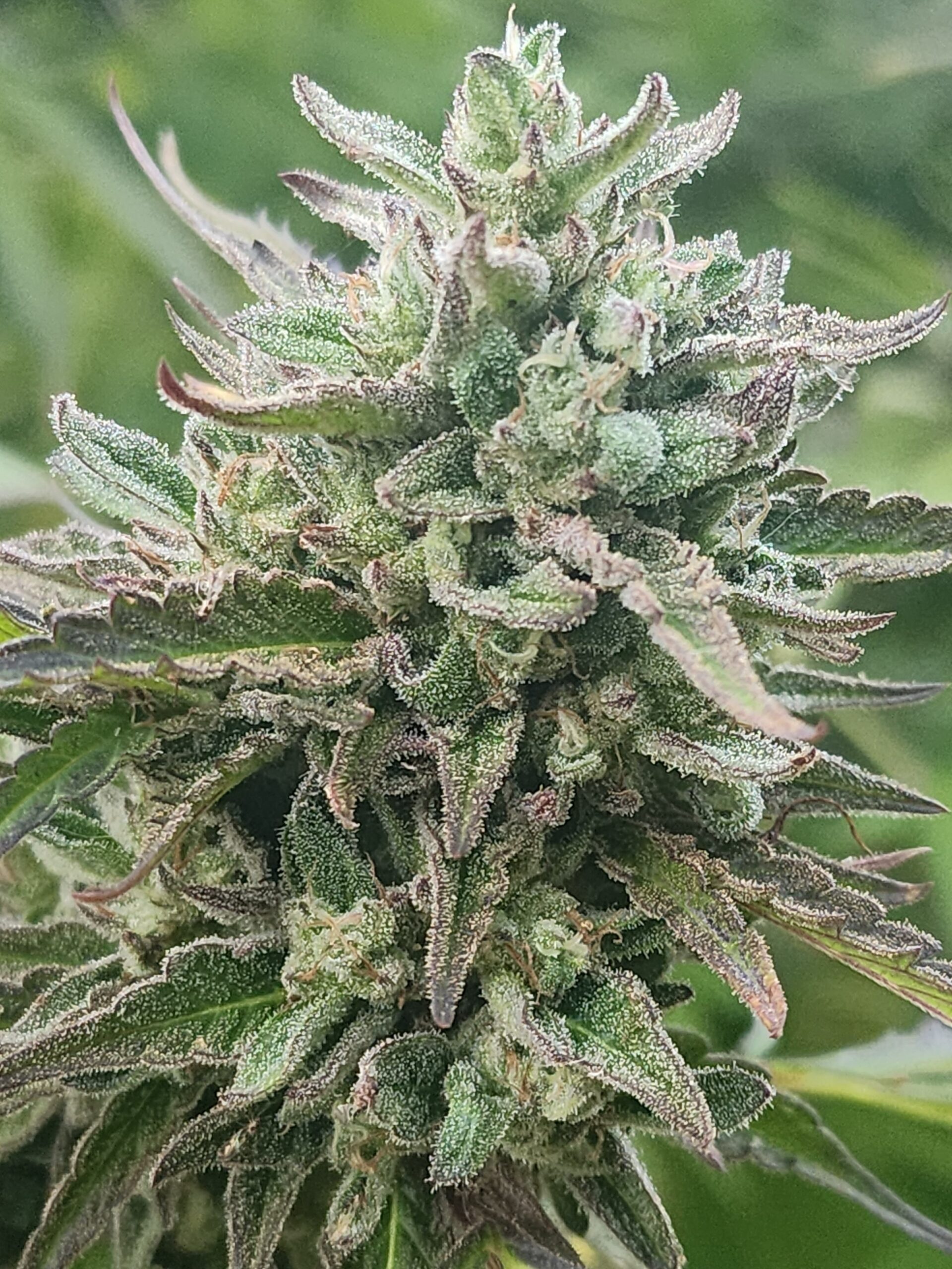 Royal Sherb (10 Regular Seeds)