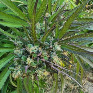 Ringos Dog CBD (10 Regular Seeds)
