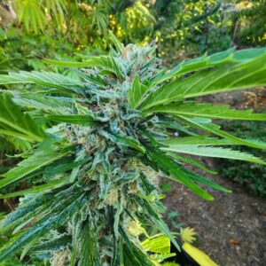 Fire Guava Berry (10 Regular Seeds)