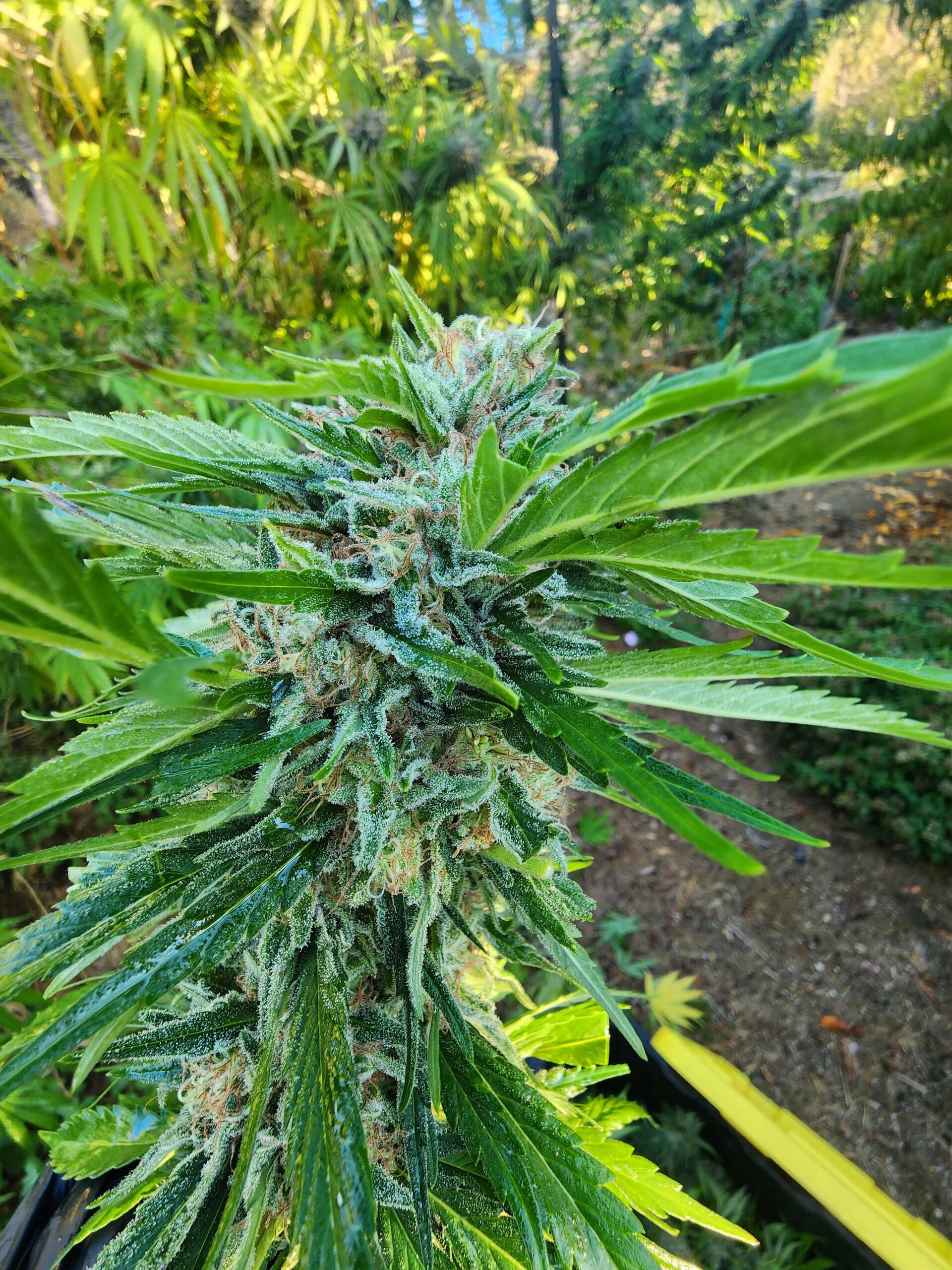 Fire Guava Berry (10 Regular Seeds)