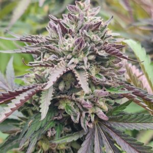 Thunder Koffee  (10 Regular Seeds)