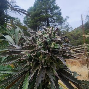 Iced Koffee Cakez (10 Regular Seeds)