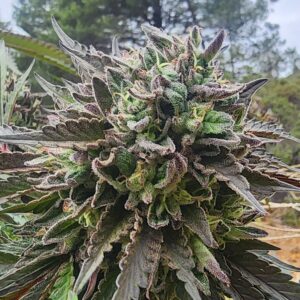 Lemon Drank (10 Regular Seeds)