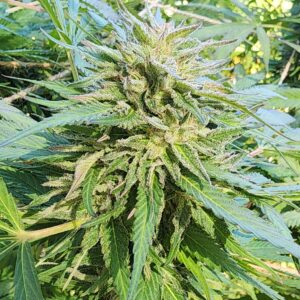 Manifestor F3 (10 Regular Seeds)