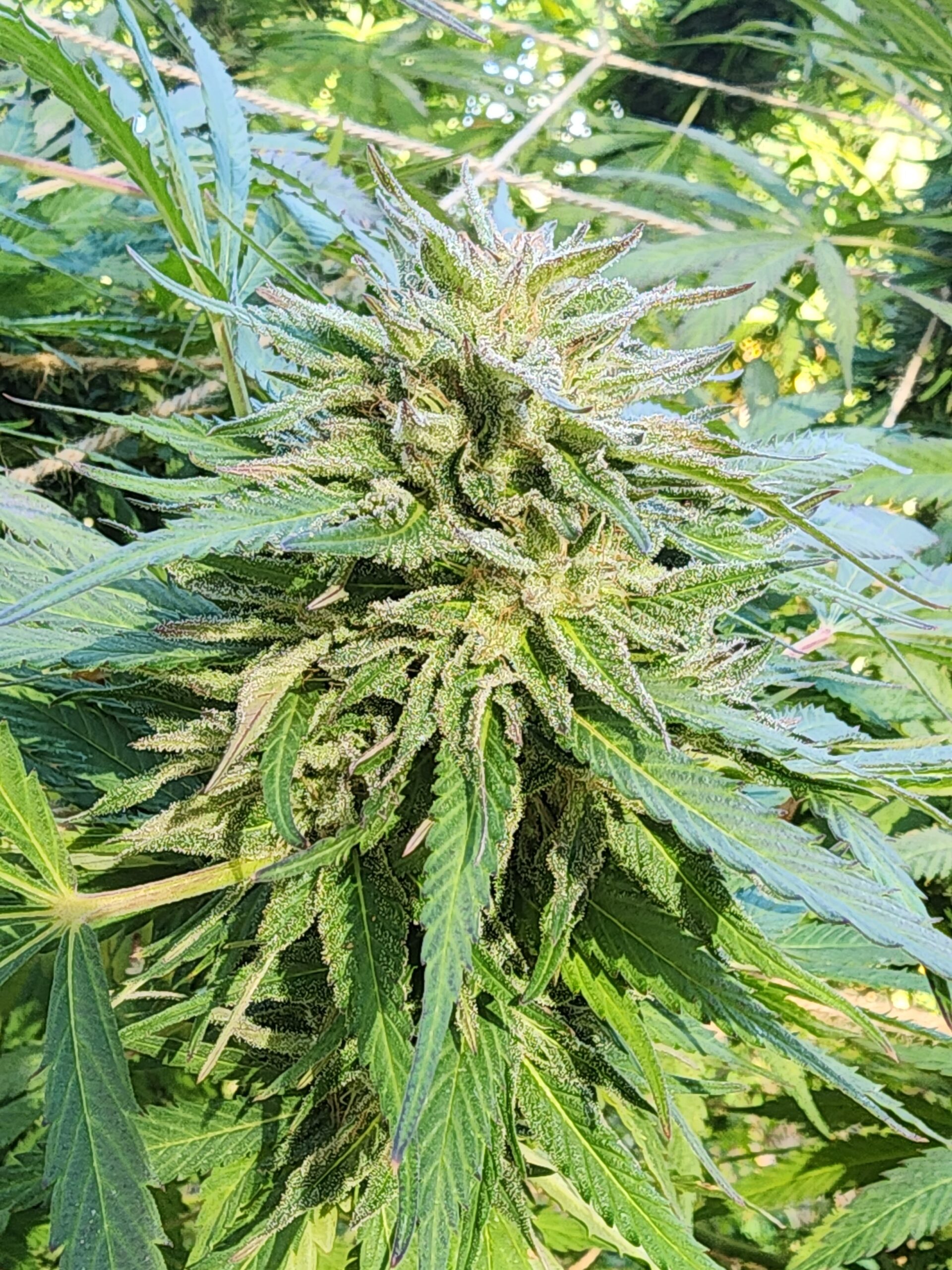 Manifestor F3 (10 Regular Seeds)