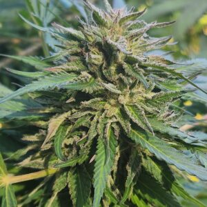 Manifestor F2 x Queso 10 (Regular Seeds)