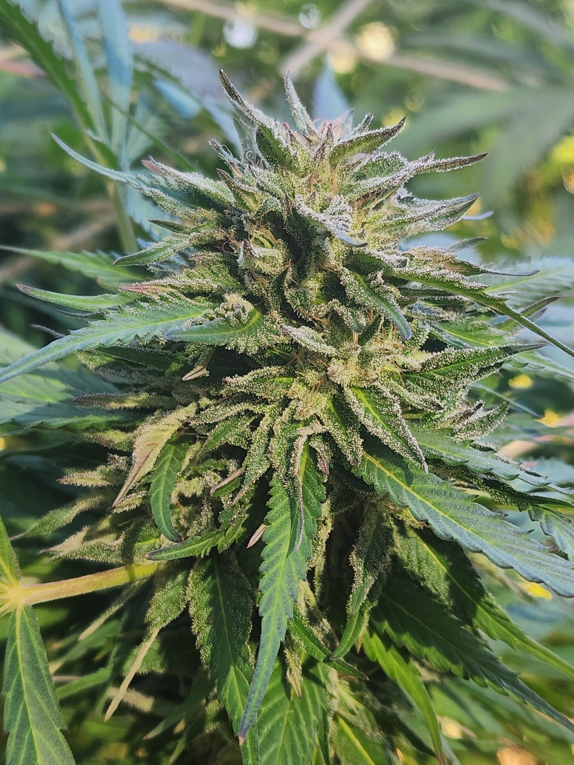 Manifestor F2 x Queso 10 (Regular Seeds)