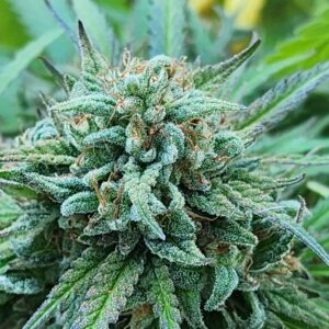 Celestial Verde F2 (10 Regular Seeds)