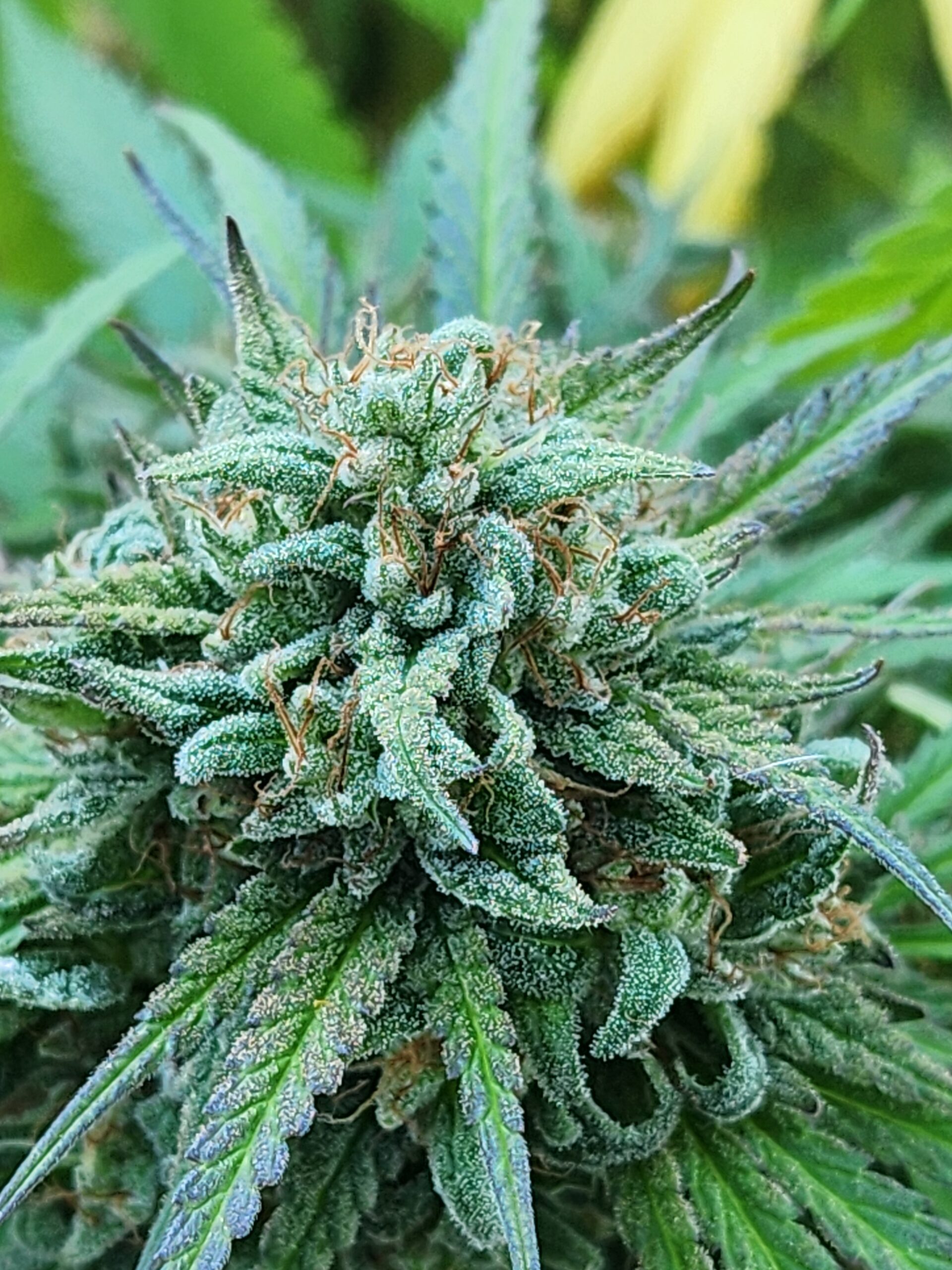 Celestial Verde F2 (10 Regular Seeds)