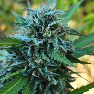 Zatta (10 Regular Seeds)