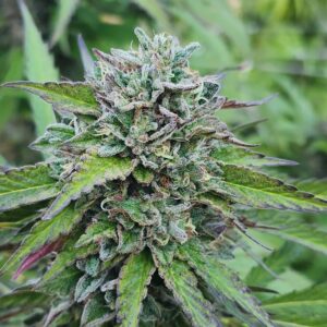 Cold Brew (10 Regular Seeds)