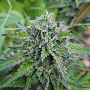 Jungle Brew (10 Regular Seeds)