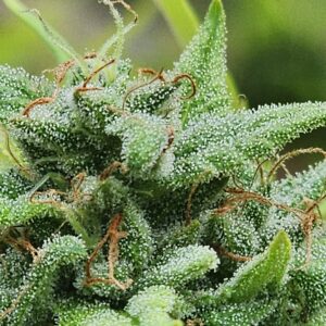 Hypatia (10 Regular Seeds)