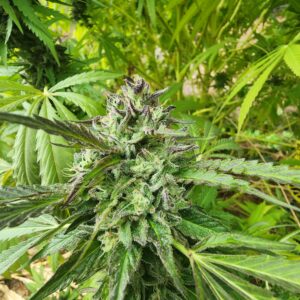 Hamamatsu (10 Regular Seeds)