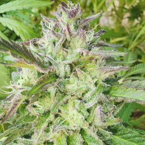 Royal Banquet F2 (10 Regular Seeds)