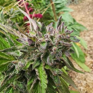 Saluki  (10 Regular Seeds)