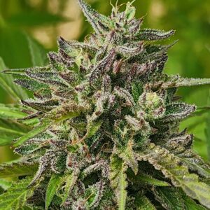 Royal Banquet (10 Regular Seeds)