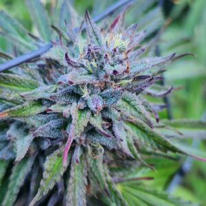 Kandy Dewlicious (10 Regular Seeds)