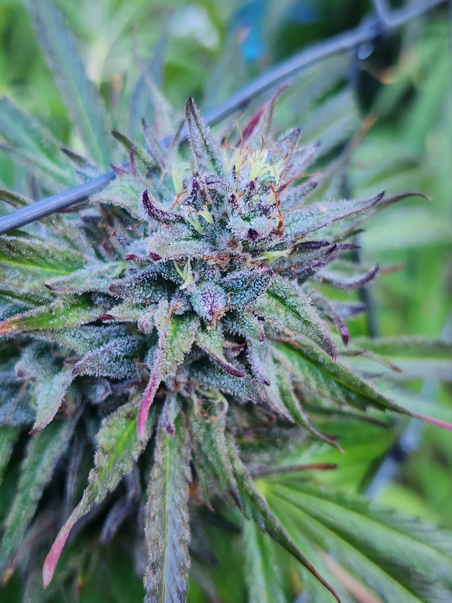Kandy Dewlicious (10 Regular Seeds)