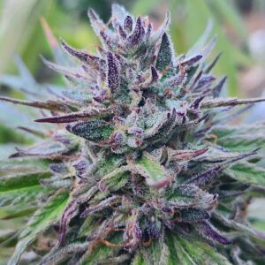 Melon Verde F2 (10 Regular Seeds) (Copy)