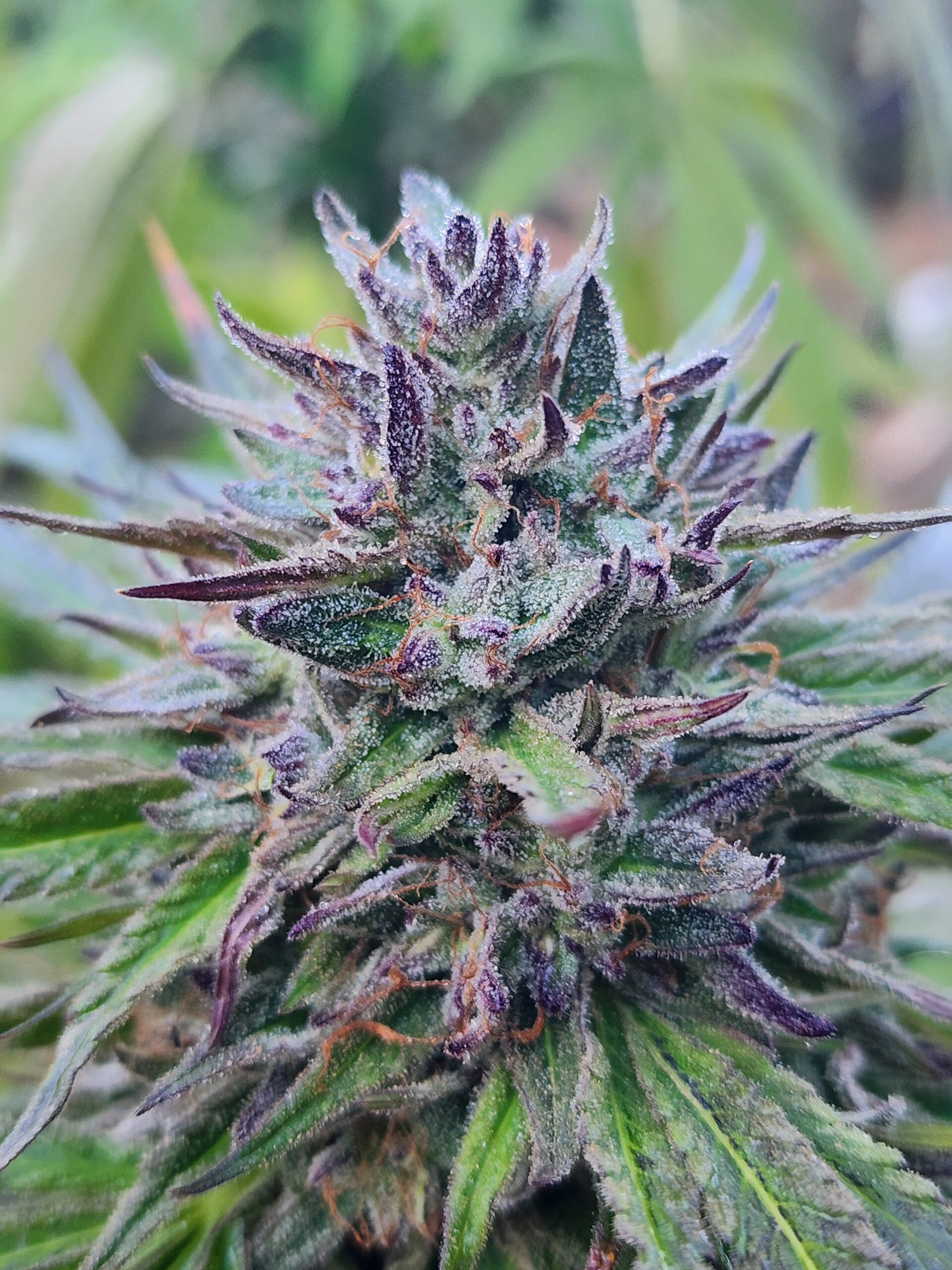 Melon Verde F2 (10 Regular Seeds) (Copy)