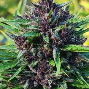 Mighty Mutt (10 Regular Seeds)
