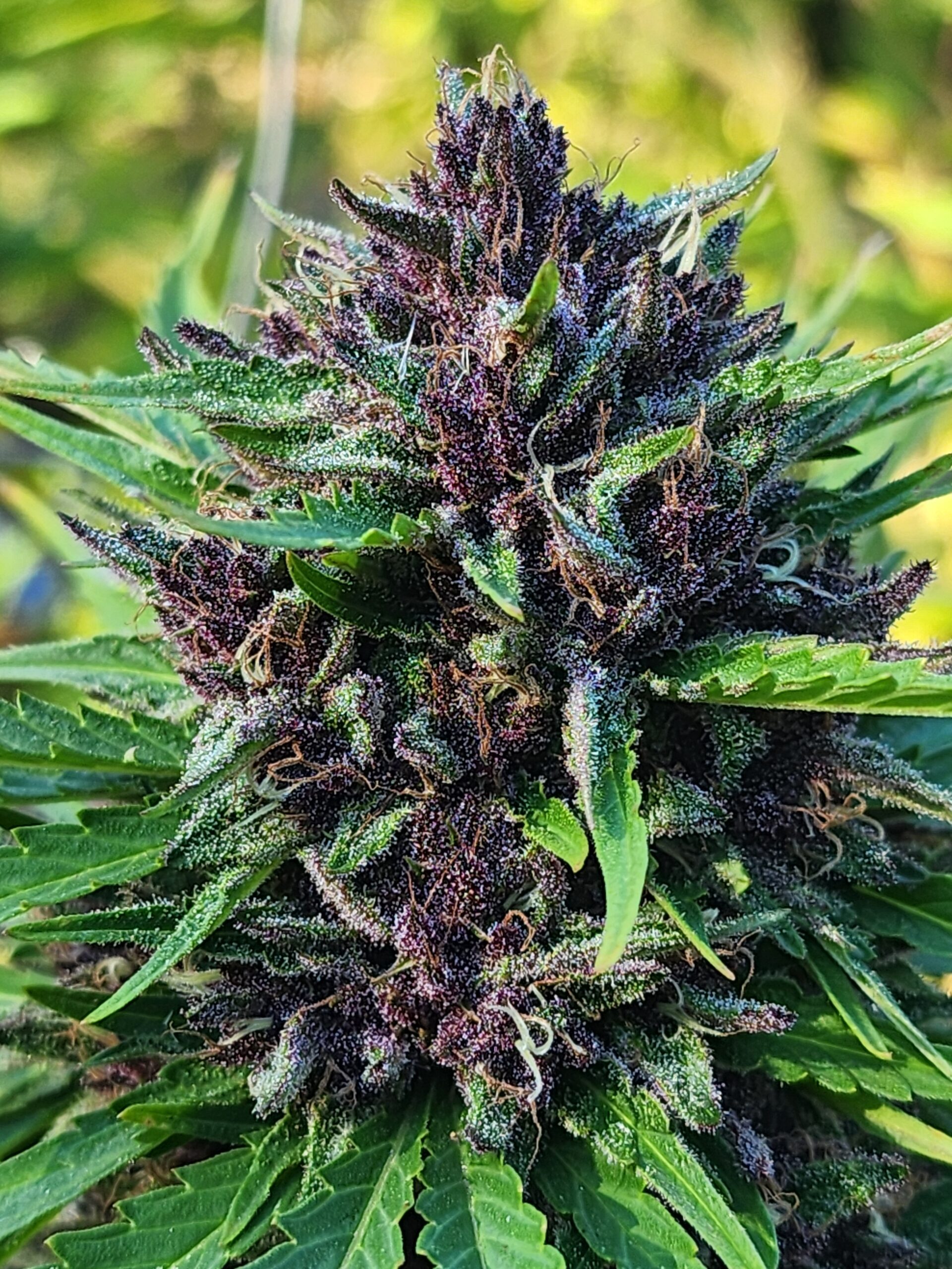 Mighty Mutt (10 Regular Seeds)