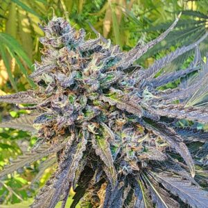 Lemon Beagle (10 Regular Seeds)