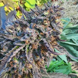 ICD (Insane Clown Doggy) (10 Regular Seeds) (Copy)