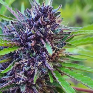 Puppy Love (10 Regular Seeds)