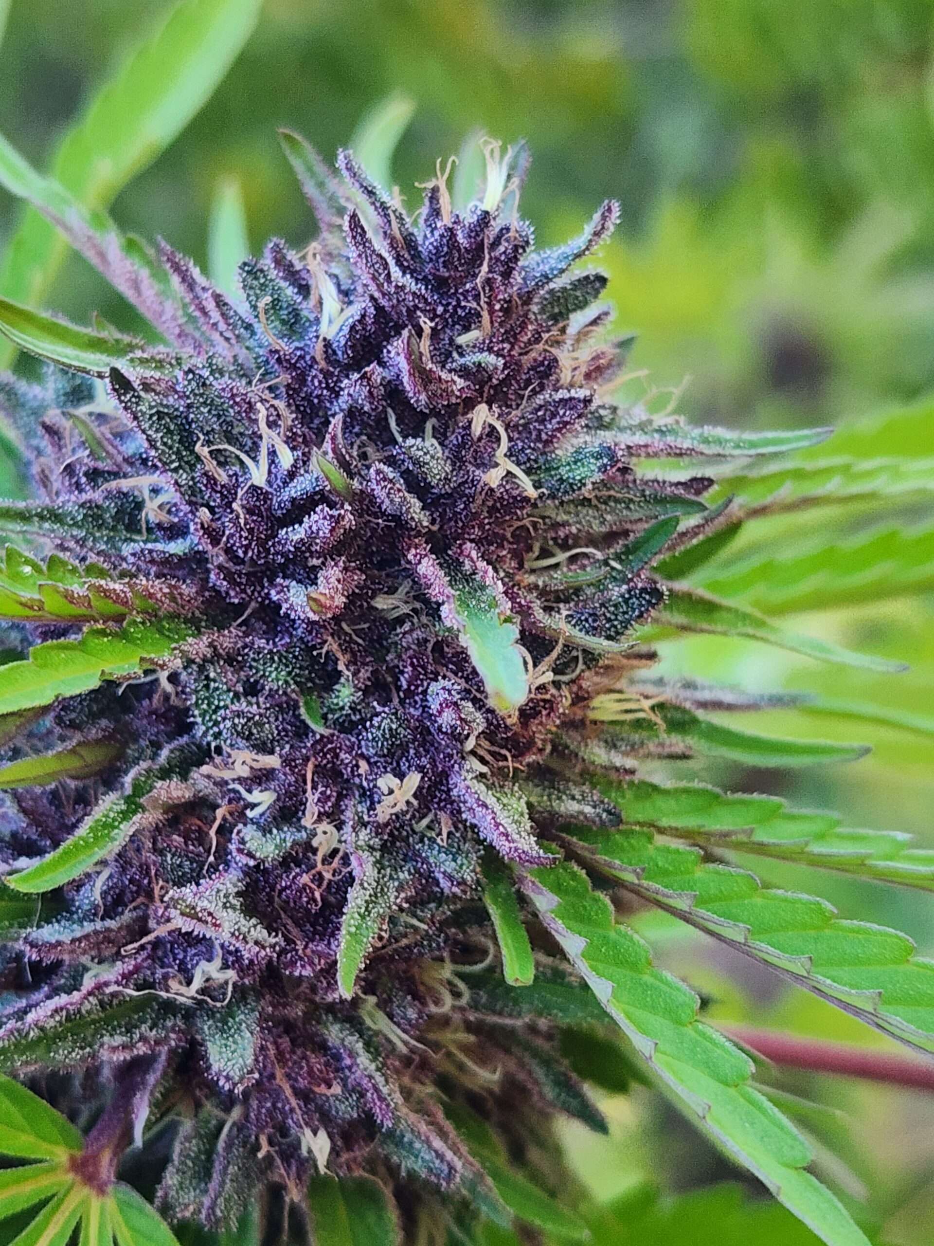 Puppy Love (10 Regular Seeds)