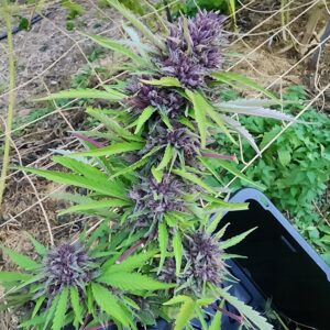 Puppy Love F2 (10 Regular Seeds) (Copy)