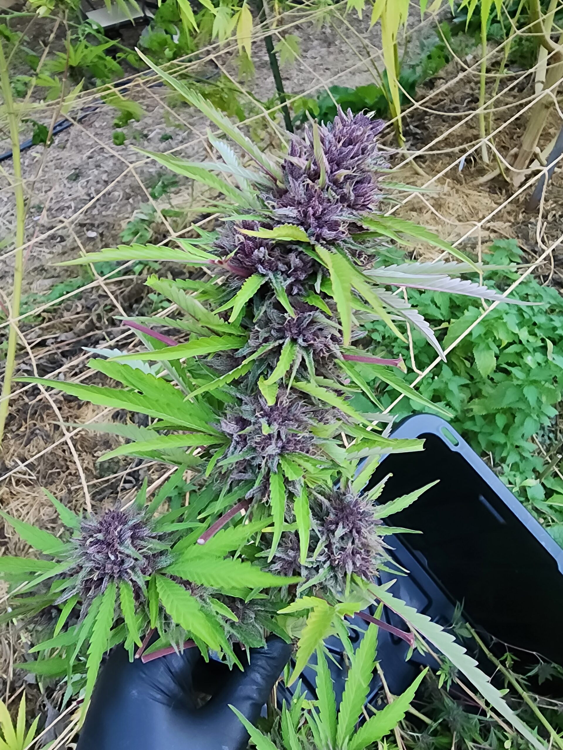 Puppy Love F2 (10 Regular Seeds) (Copy)
