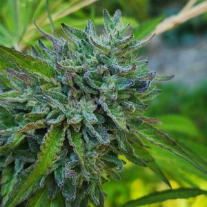 Crimson Crown (10 Regular Seeds)